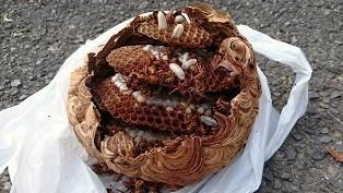 三重県伊賀市でベランダ上部の軒先に営巣したキイロスズメバチの蜂の巣駆除