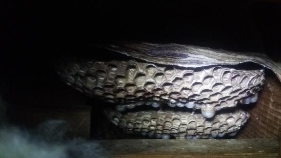 滋賀県大津市で二階屋根裏に営巣したモンスズメバチの蜂の巣駆除