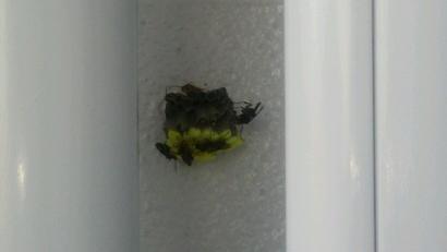 滋賀県大津市でアパートのベランダに営巣したアシナガバチの蜂の巣駆除