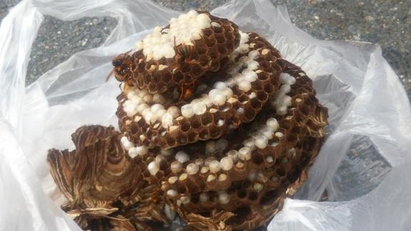 滋賀県大津市で屋根裏に営巣したキイロスズメバチの蜂の巣駆除