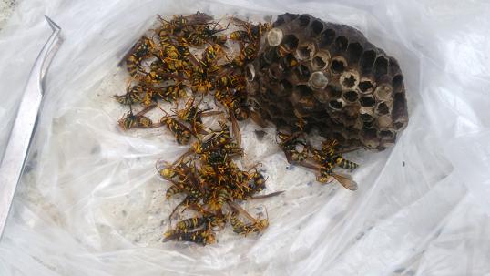 滋賀県大津市でスクーターのポケットに営巣したアシナガバチの蜂の巣駆除