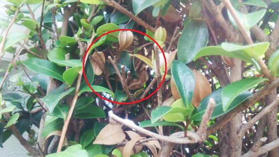 滋賀県大津市で庭木に営巣したコガタスズメバチの蜂の巣駆除