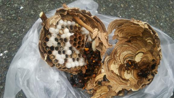 滋賀県大津市で庭木に営巣したコガタスズメバチの蜂の巣駆除
