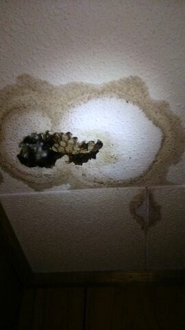 滋賀県大津市で天井裏に営巣したモンスズメバチの蜂の巣駆除