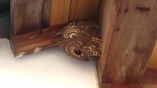 滋賀県守山市で玄関上に営巣したコガタスズメバチの蜂の巣駆除