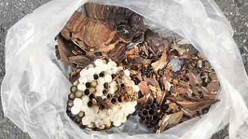 守山市　蜂　ハチ　蜂の巣　駆除　滋賀　京都　大阪　三重　福井