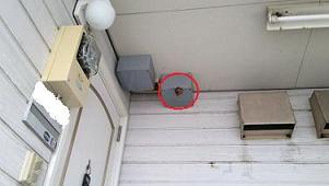 滋賀県守山市でハイツの玄関上に営巣したコガタスズメバチの蜂の巣駆除