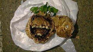 福井県小浜市でアパートの植栽に営巣したコガタスズメバチの蜂の巣駆除