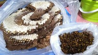 滋賀県蒲生郡日野町で２階屋根裏に営巣したキイロスズメバチの蜂の巣駆除