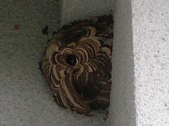大阪府枚方市で外壁に営巣したコガタスズメバチの蜂の巣駆除