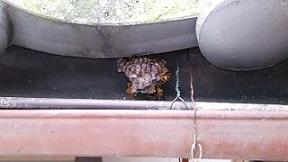 滋賀県湖南市で民家各所に営巣したアシナガバチの蜂の巣駆除