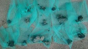 滋賀県湖南市で民家各所に営巣したアシナガバチの蜂の巣駆除