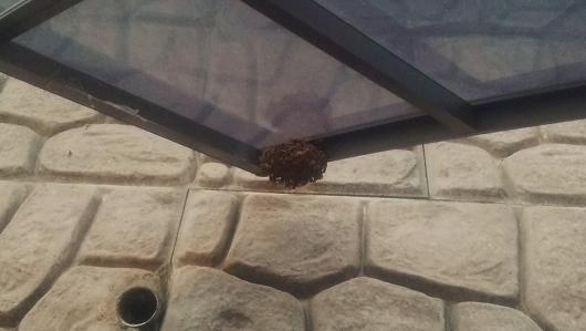 滋賀県湖南市でカーポート屋根に営巣したアシナガバチの蜂の巣駆除