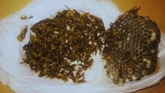 滋賀県湖南市でカーポート屋根に営巣したアシナガバチの蜂の巣駆除
