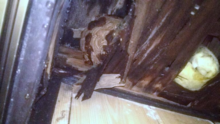 滋賀県甲賀市信楽町で小屋の天井裏に営巣したキイロスズメバチの蜂の巣駆除