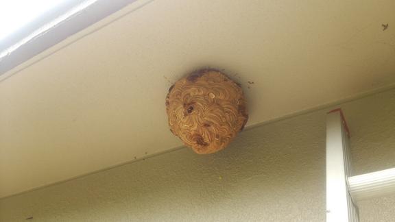 滋賀県甲賀市甲南町で二階軒下に営巣したキイロスズメバチの蜂の巣駆除
