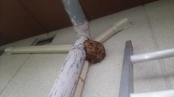 滋賀県甲賀市信楽町でクラブハウスの外壁に営巣したコガタスズメバチの蜂の巣駆除