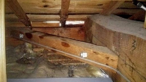 滋賀県甲賀市甲南町で二階屋根裏に営巣したキイロスズメバチの蜂の巣駆除