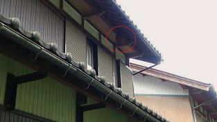 滋賀県米原市で二階軒下に営巣したキイロスズメバチの蜂の巣駆除