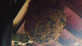 滋賀県米原市で二階軒下に営巣したキイロスズメバチの蜂の巣駆除
