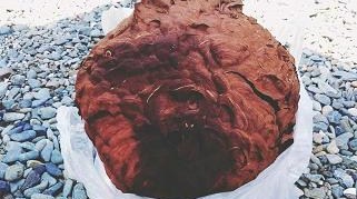 滋賀県米原市で二階軒下に営巣したキイロスズメバチの蜂の巣駆除