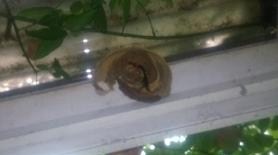 滋賀県草津市でバルコニーの屋根の軒下に営巣したコガタスズメバチの蜂の巣駆除
