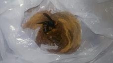 滋賀県草津市でバルコニーの屋根の軒下に営巣したコガタスズメバチの蜂の巣駆除