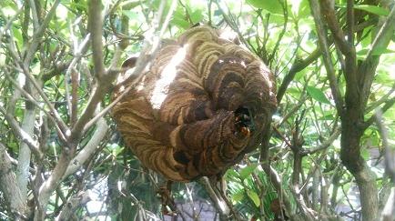 滋賀県野洲市で庭木に営巣したコガタスズメバチの蜂の巣駆除