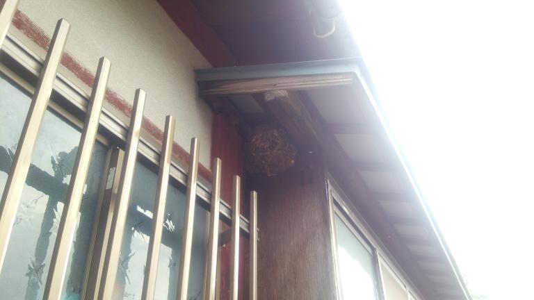 滋賀県長浜市で出窓横に営巣したコガタスズメバチの蜂の巣駆除