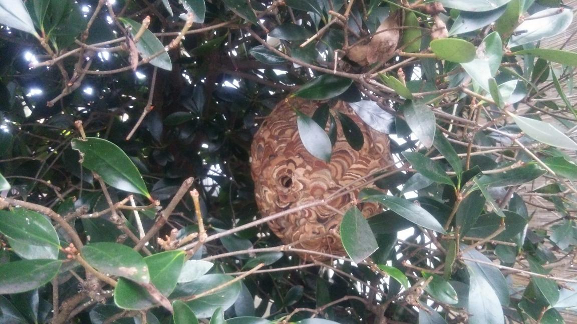 滋賀県高島市で庭木に営巣したコガタスズメバチの蜂の巣駆除