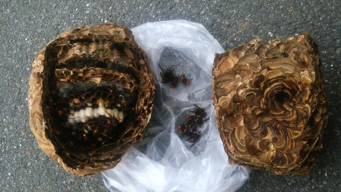 滋賀県高島市で庭木に営巣したコガタスズメバチの蜂の巣駆除