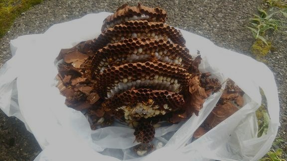 滋賀県高島市で切妻屋根の棟木下に営巣したキイロスズメバチの蜂の巣駆除